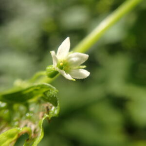  ミヤマニガウリの白い花