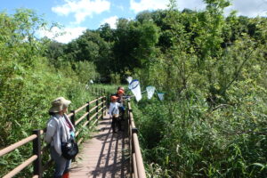 木道で網を伸ばして、トンボ取りする子ども達