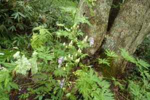 エゾトリカブトの紫色の花