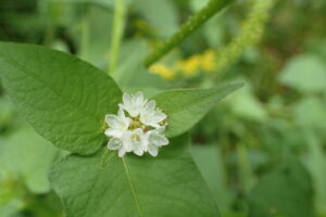 ミゾソバの白っぽい花