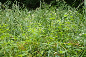 ミゾソバの薄い桃色の花