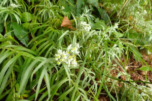 ヤマハハコの白い花