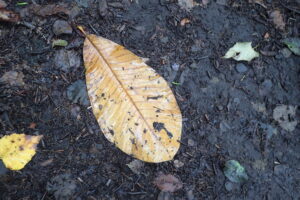 大きな茶色の落ち葉