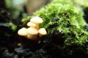 コケのそばに生えている白いキノコ
