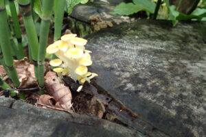 淡い黄いろのキノコ