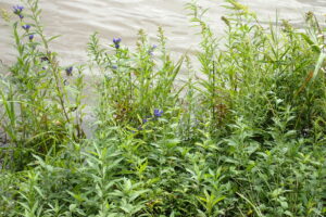 エゾリンドウの紫色の花