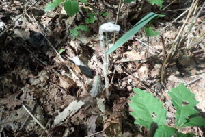 全体が白いアキノギンリョウソウ