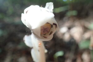 アキノギンリョウソウの黄色い柱頭