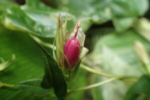 ツルリンドウの赤い果実