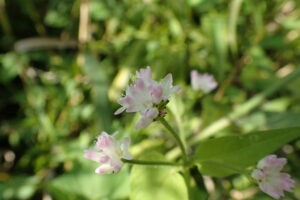 ミゾソバの薄紫色の花
