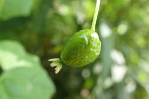 ミヤマニガウリの緑色の果実