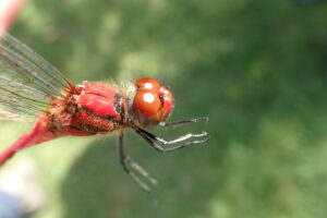 ナツアカネの赤い顔