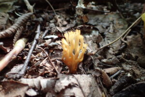 サンゴのような形の淡い褐色のキノコ