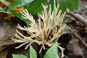 細長い枝状に分かれたキノコ