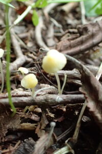 レモンイエローのキノコ