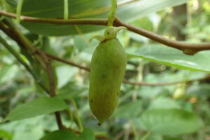 マタタビの緑色の果実