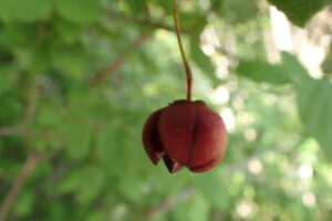 ツリバナの赤い果実