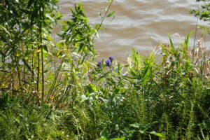 エゾリンドウの紫色の花