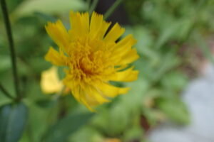 タンポポに似た黄色い花