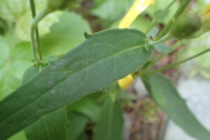 細長い葉のふちに突起が出ている