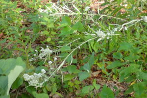 ヤマハハコの白い花