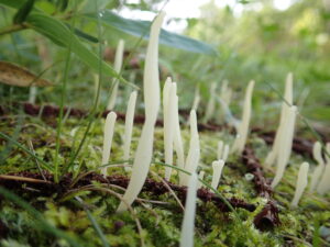 白いそうめんのようなキノコ