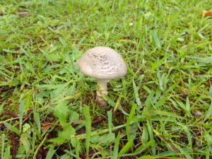 草地に生えた茶色いキノコ