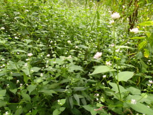 ミゾソバの白っぽい花