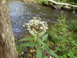 ゴマナの白い花