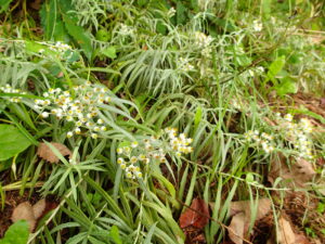 ヤマハハコの白い花