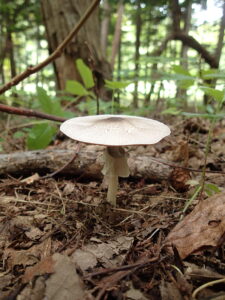 傘の下にフリルのつばの付いたキノコ