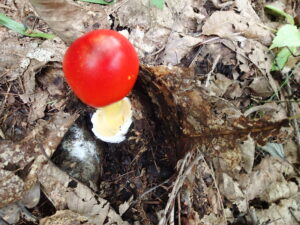 真っ赤なキノコ