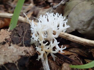 枝分かれしたサンゴのような白いキノコ