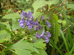 トリカブトの紫色の花
