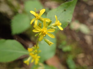 キンミズヒキの黄色い花