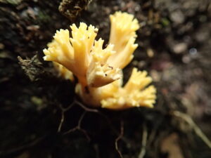 黄色い枝分かれしたキノコ