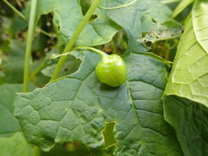 ミヤマニガウリの緑色の果実