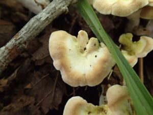 黄色い花びらのようなキノコ