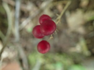 マイヅルソウの赤い果実