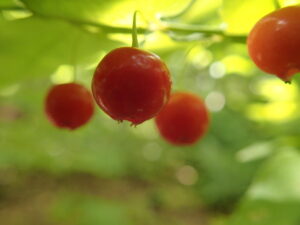 アクシバの赤い果実