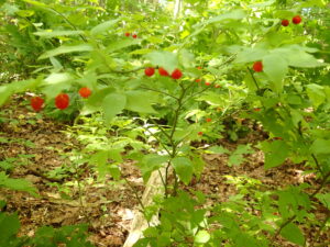 アクシバの赤い果実