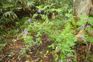 エゾトリカブトの紫色の花