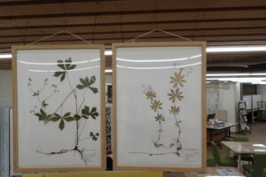 押し葉にした植物の標本