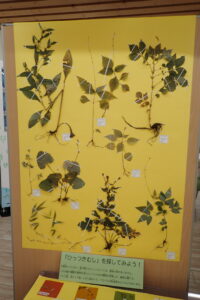 植物の押し葉をたくさんはりつけた標本