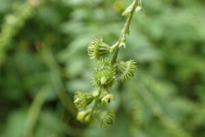 キンミズヒキの棘のフックの付いた果実