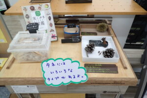 様々な種子のコーナー