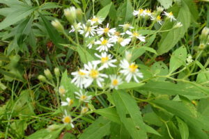 ゴマナの白い花