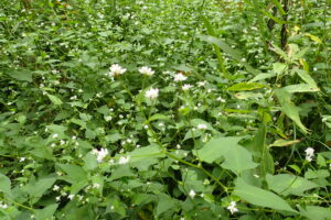 ミゾソバの白っぽい花