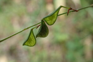 ヤブハギのフックの付いた緑色の果実