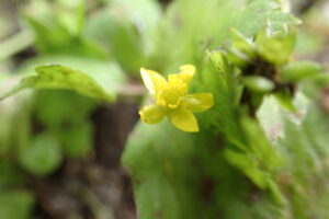 キツネノボタンの黄色い花